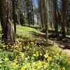 Wildflowers on Rose Pedal