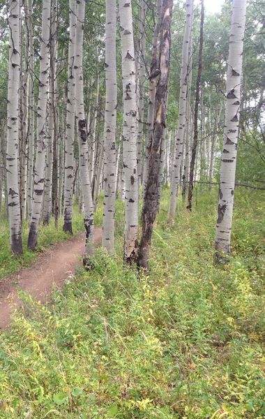 Healthy aspen grove