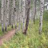 Healthy aspen grove