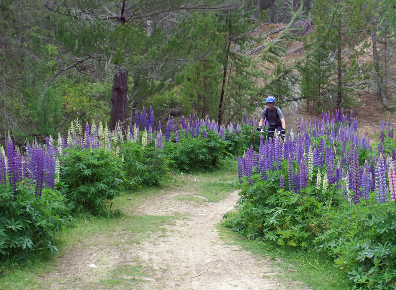 Lovely lupine along the Mount Ida Water Race.