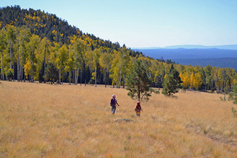 Fall color on the Arizona Trail.