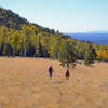 Fall color on the Arizona Trail.