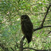 Spotted owl (Strix occidentalis) on Samuel P Taylor State Park Bill's Trail