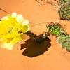 Cactus flower on  Devil's Garden Loop