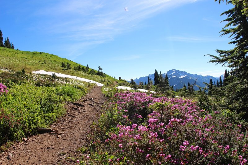 Purple flora on High Divide