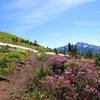 Purple flora on High Divide