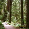 Trail to Sol Duc Falls