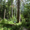 Hoh River Trail