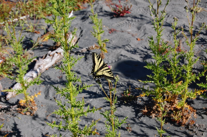 Butterfly along the Hoh River bank