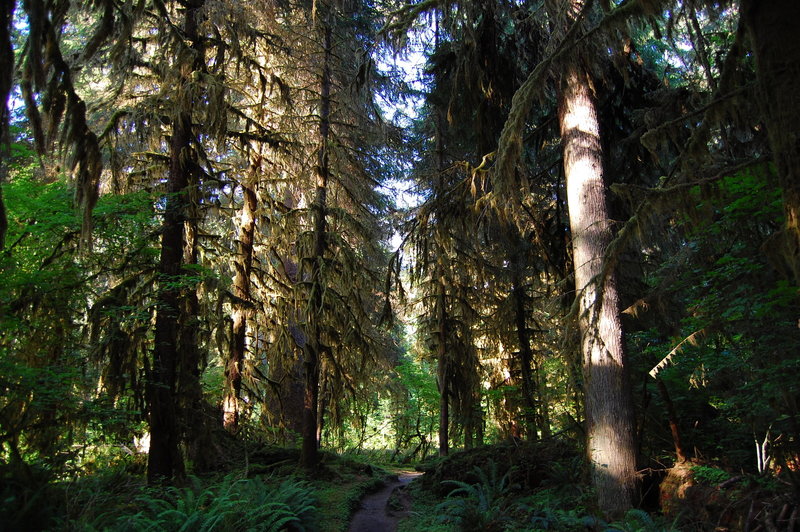 Hoh River Trail ferny goodness