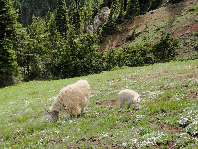 Mountain goats (Oreamnos americanus) on Olympic National Park Switchback Trail