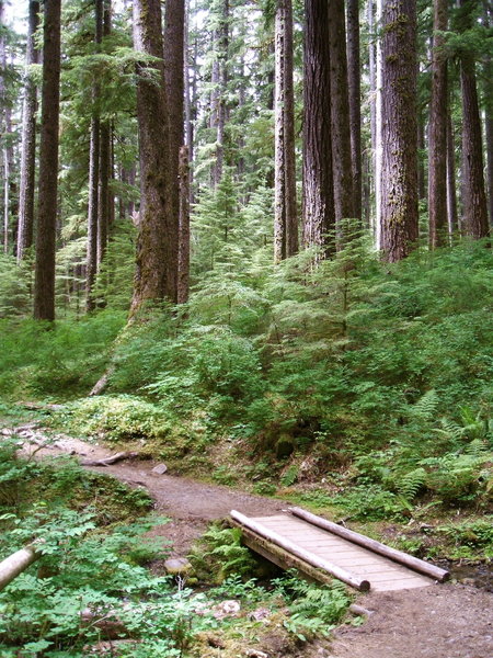 The Trail to Sol Duc Falls