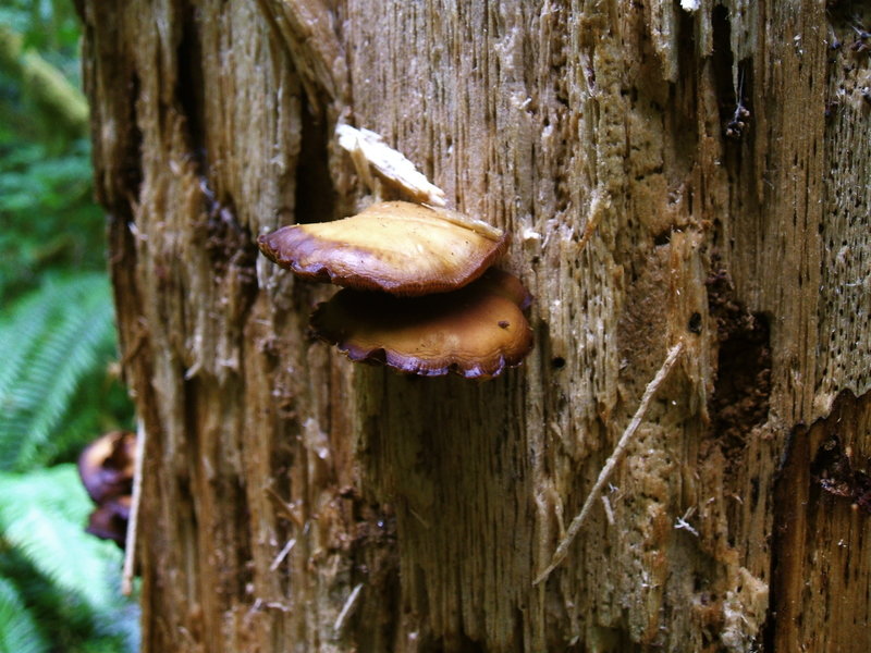 Fungus among us on the Sol Duc Falls Nature Trail