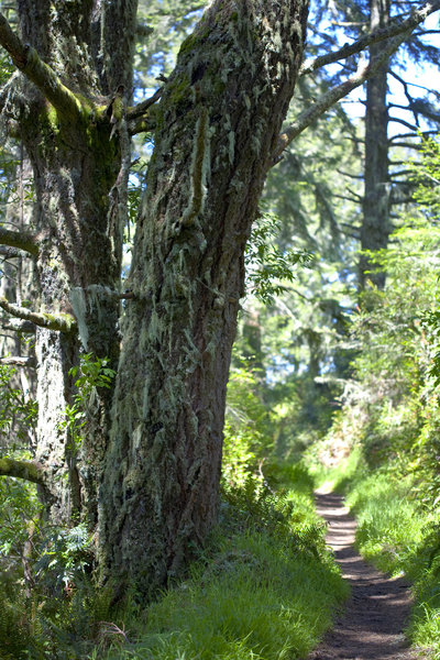 Pathway on the Z Ranch Trail