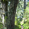 Pathway on the Z Ranch Trail