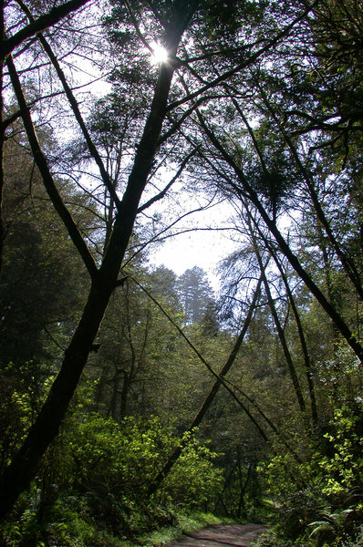 Typical canopy on the Bear Valley Trail