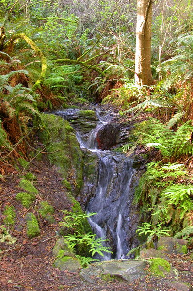 Small falls of Coast Creek