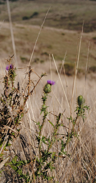 Thistle along the Bull Point Trail