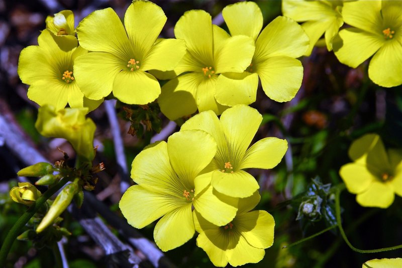 Flowers along the trail