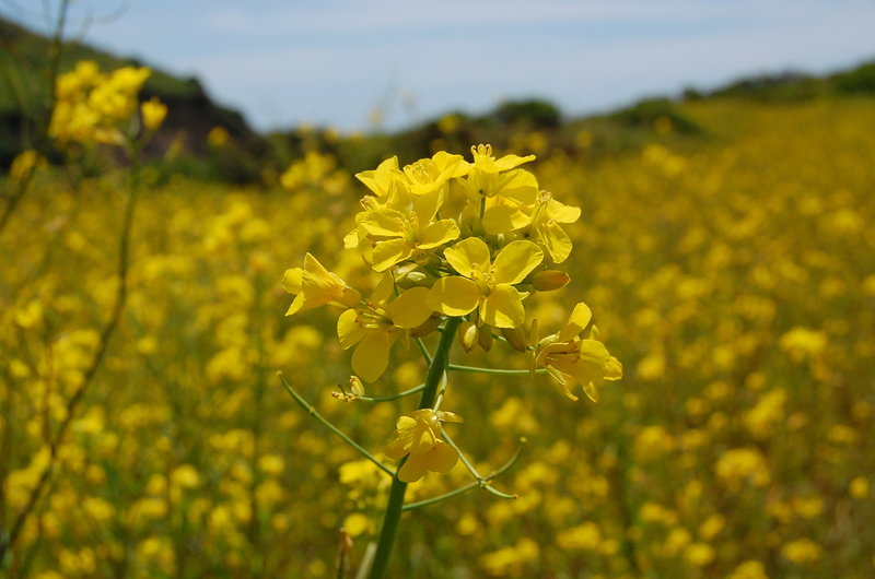 Wonderful fields of wildflowers on the Coast Trail - North