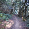 Typical vegetation along the Fire Lane Trail