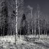 Aspens in b/w.