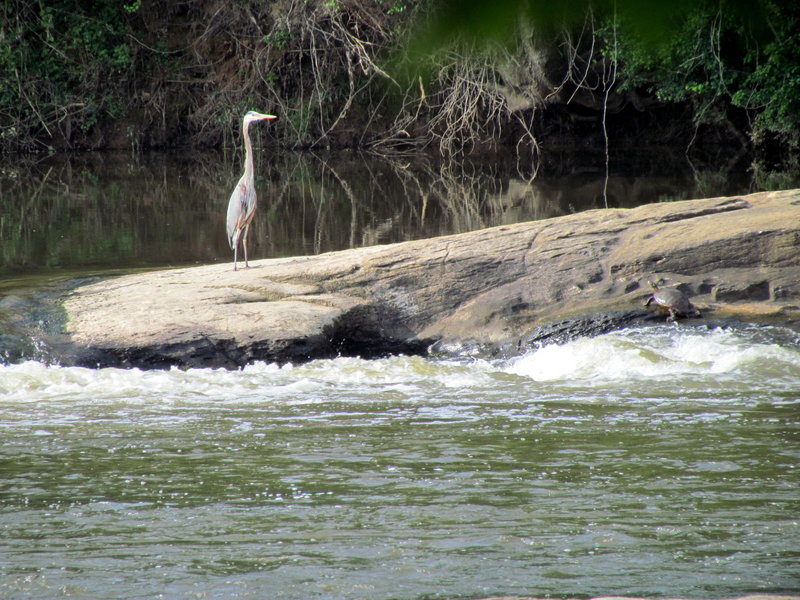 Great Blue Heron Raven Rock