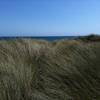 Grass next to Limantour Spit