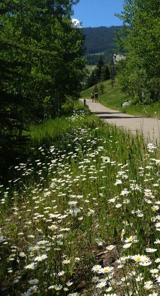 Wildflowers on the Beaver Creek Village Path