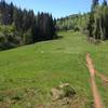 Looks like an old ski run... but it's just a beautiful alpine meadow