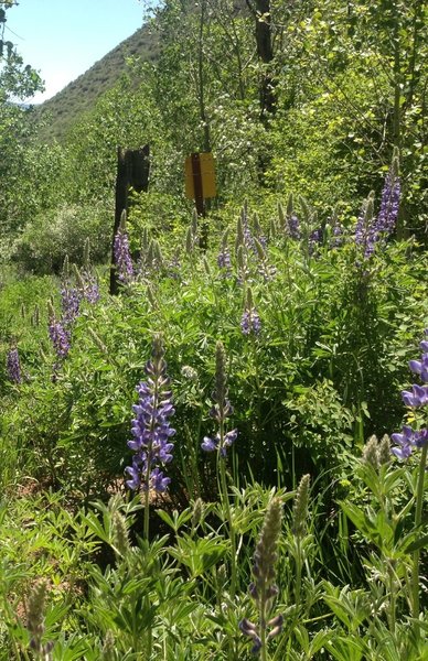 Wild lupine flowers in June.