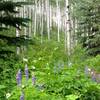 Awesome wildflowers and aspens on Paulies Plunge