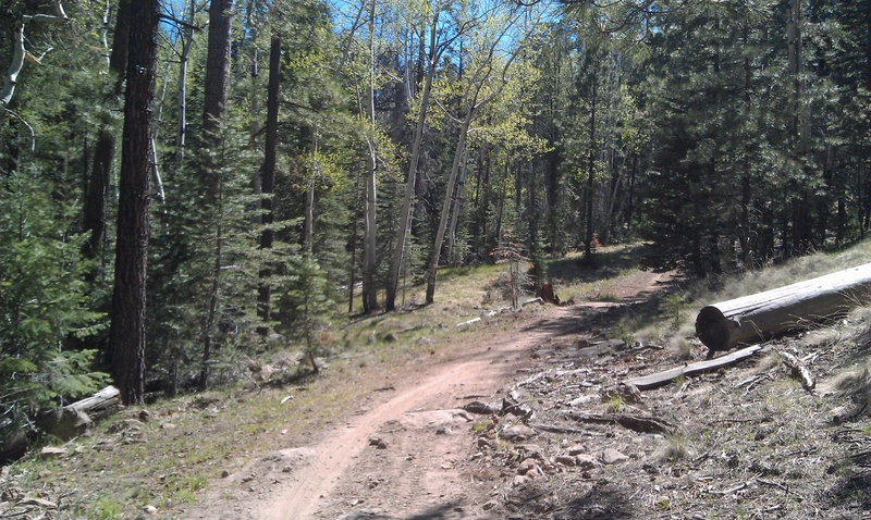 Nice little valley with aspen and Douglas fir, just before the going gets a bit tougher on the Little Gnarly Trail