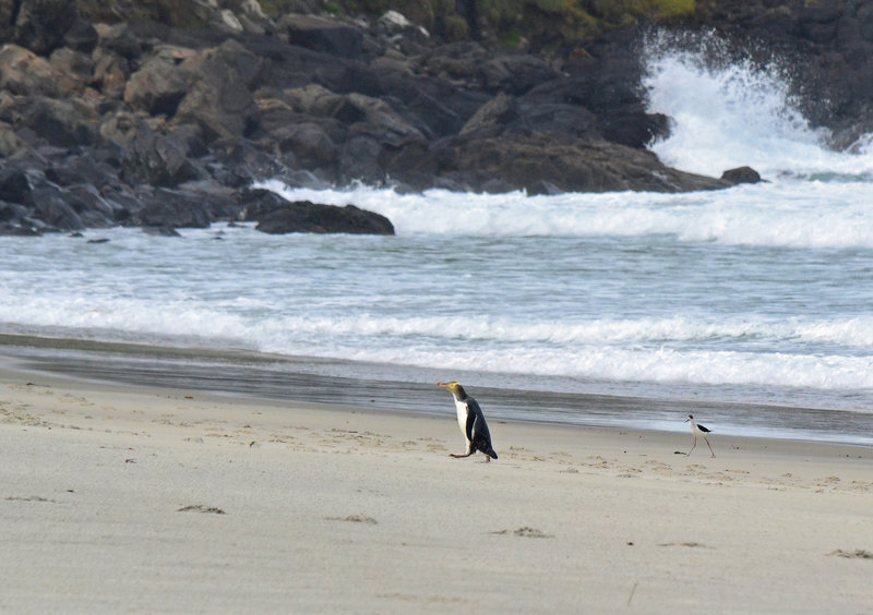 Yellow-eyed Penguin on Boulder Beach