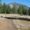 Views of Mount Elden along the Continental Loop.