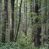 Magnificent beech forest along the Glacier Burn Track