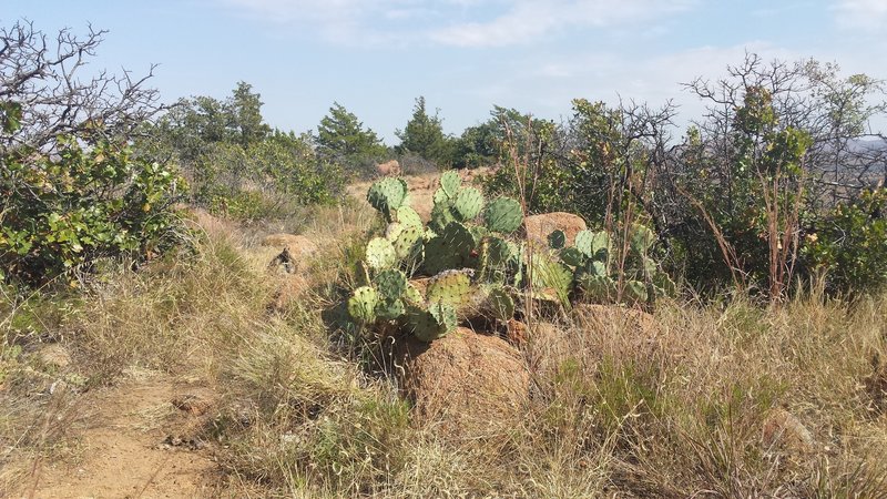 Cactus native to the area on the Elk Mountain Trail