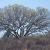 Awesome old trees all around the Owl Cove Recreation Area