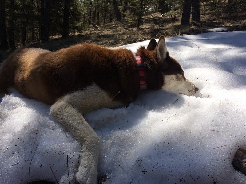 A nice napping spot.