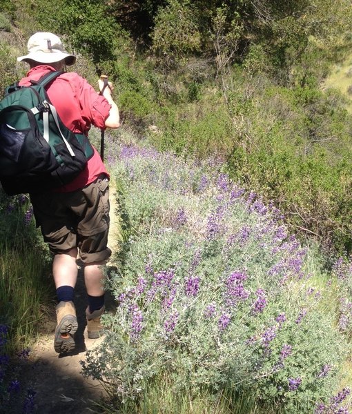 Flower meadows on the Vista Trail