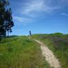 Blue skies at China Camp State Park