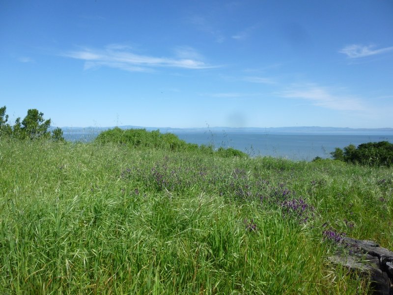 San Pablo Bay from the Shoreline Trail