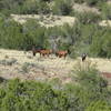 Wild horses on the trail!