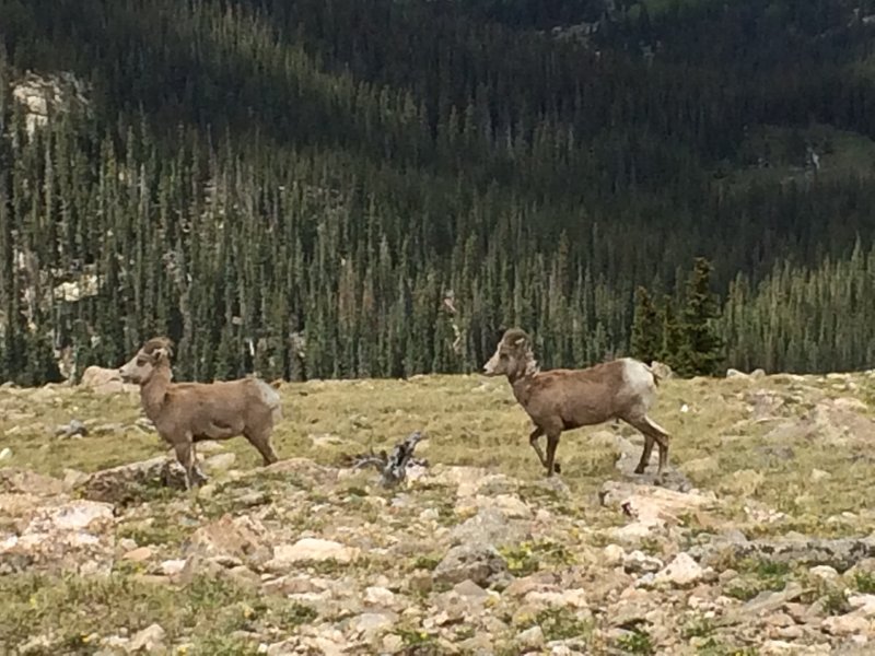 Big Horn ewes on the move, near the Lake Peak Traverse Trail.