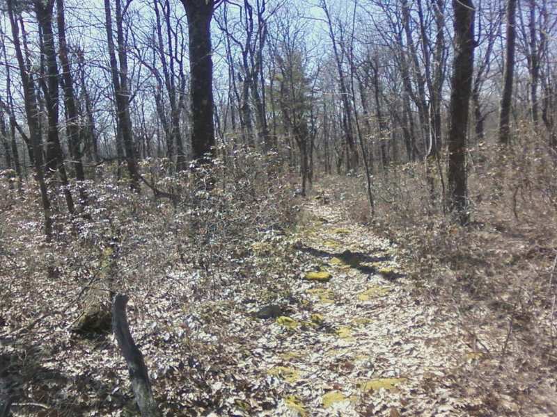 The trail turns into singletrack on top of the ridge and rocky at places but has moss too.