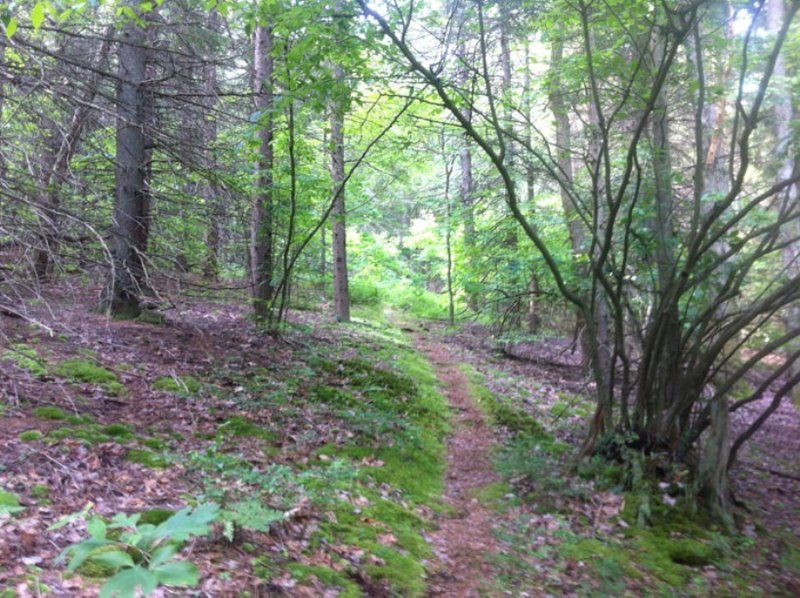 Start of North Country Trail heading south in Allegheny National Forest.