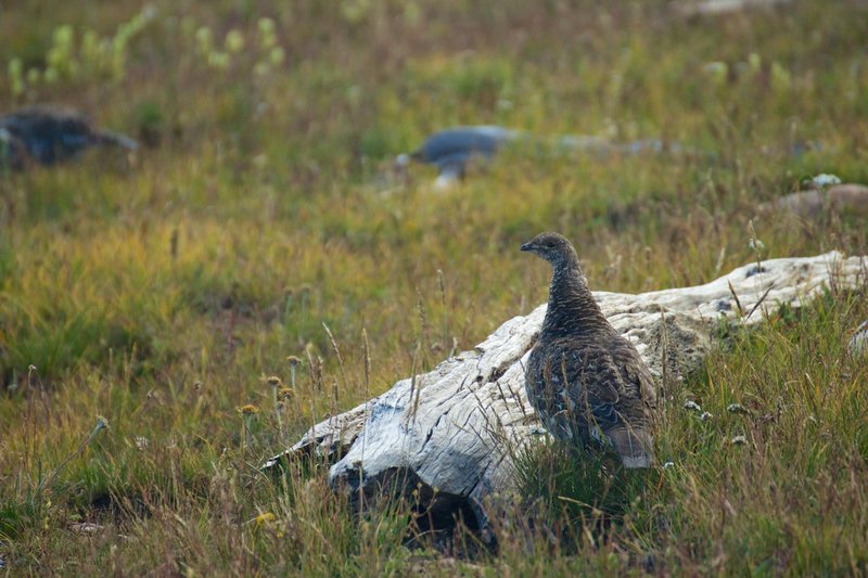 Dusky Grouse