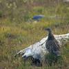 Dusky Grouse