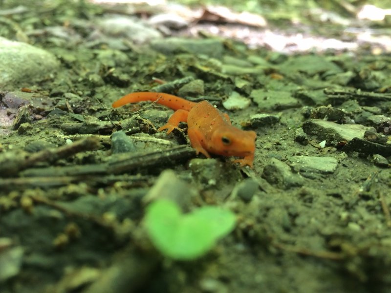 Red Newts live here