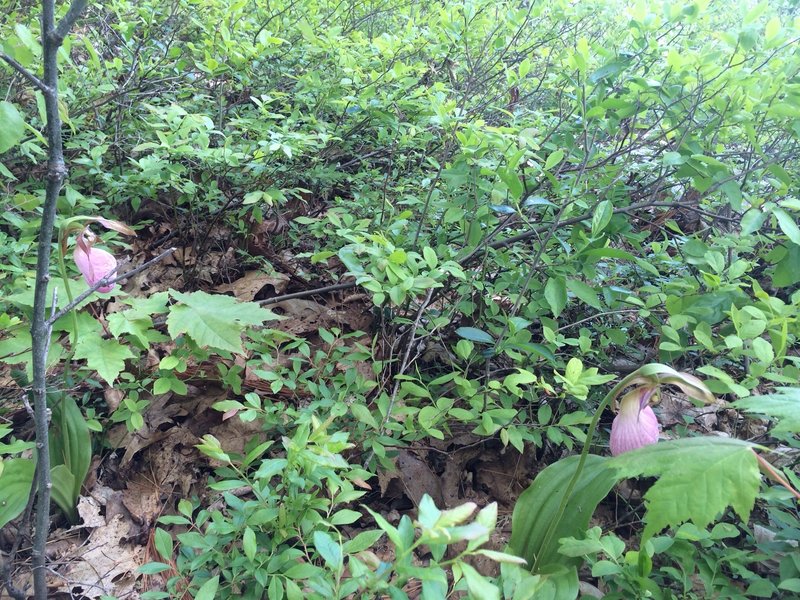 Wild orchids in the spring.